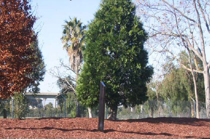 forest.jpg