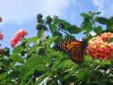 DSC03642Lg.jpg