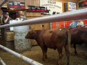 DSC03696Lg.jpg