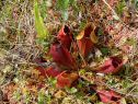 DSC03394Lg.jpg