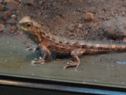 DSC07669Lg.jpg