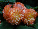 DSC08185Lg.jpg